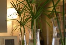 Las plantas en la decoración