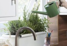 Decoración de interiores con plantas aromáticas