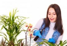 Tener plantas en el hogar