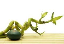 Curso de feng shui 14: Cómo usar el bambú