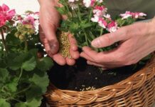 Abono para tus macetas