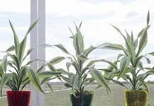 Consejos para usar plantas dentro de casa.