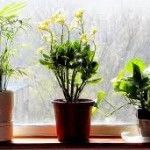 plantas en las ventanas