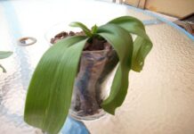 Razones Por Las Que Se Marchitan Tus Plantas De Interior