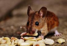Plagas de ratones en Madrid: Cómo ahuyentarlos de tu hogar ratones en casa