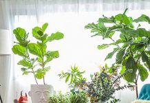 Decoración con plantas, consejos y beneficios