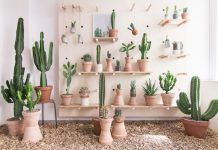 Aprende a decorar con cactus en minutos Aprende a decorar con cactus en minutos