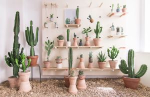 Aprende a decorar con cactus en minutos
