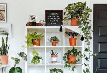 Cómo Crear un Hogar Verde y Armonioso: Incorporando Plantas y Elementos Naturales con Éxito Cómo Crear un Hogar Verde y Armonioso: Incorporando Plantas y Elementos Naturales con Éxito